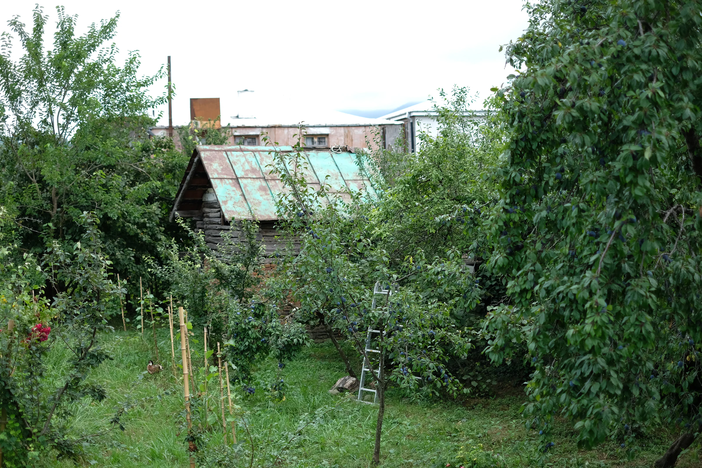 Fruit trees and garden plants surrounding a wooden outbuilding with a weathered green roof.