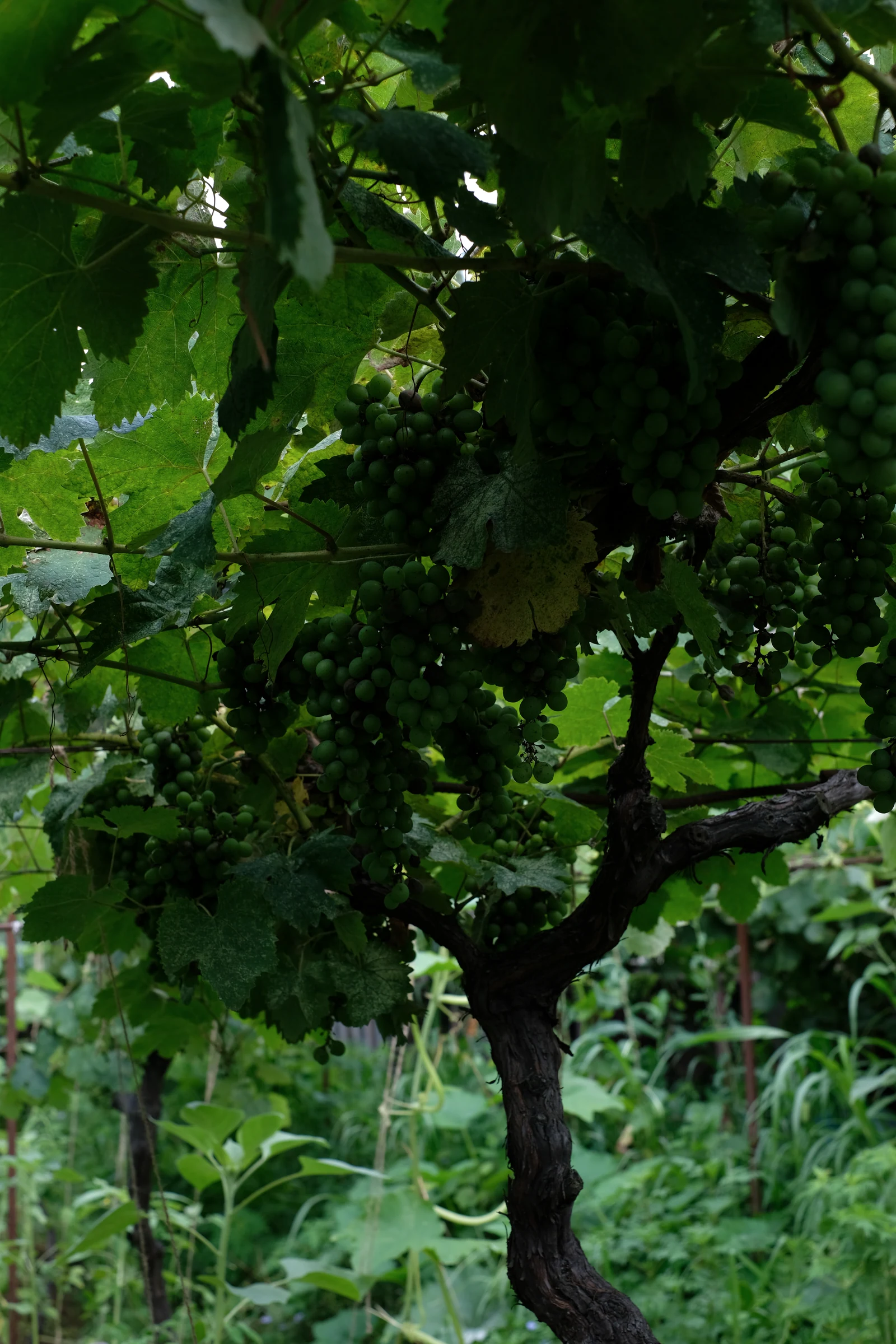 Clusters of green grapes growing among dense leaves in the vineyard outside the house.