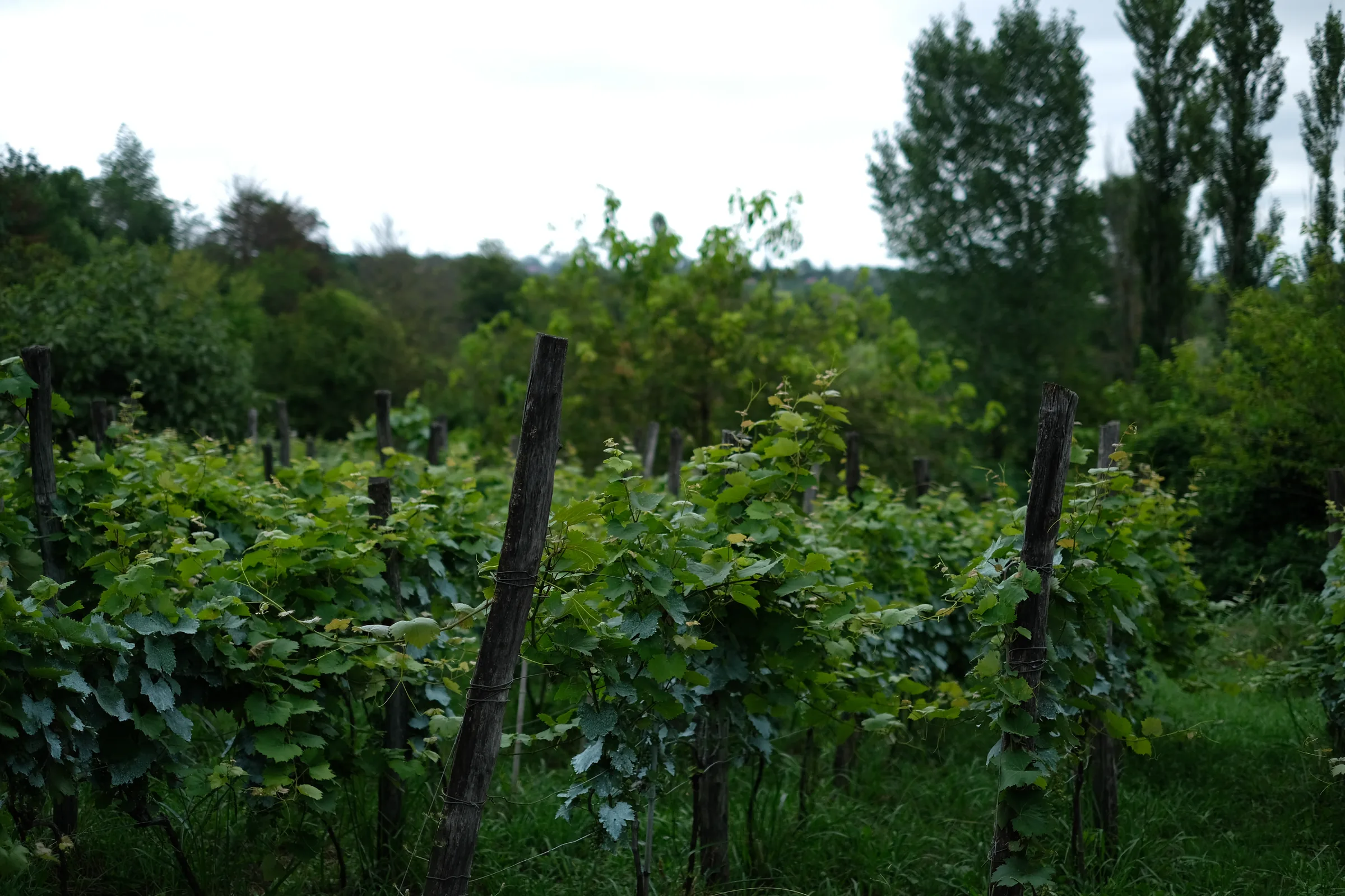Rows of grapevines on wooden posts surrounded by trees.