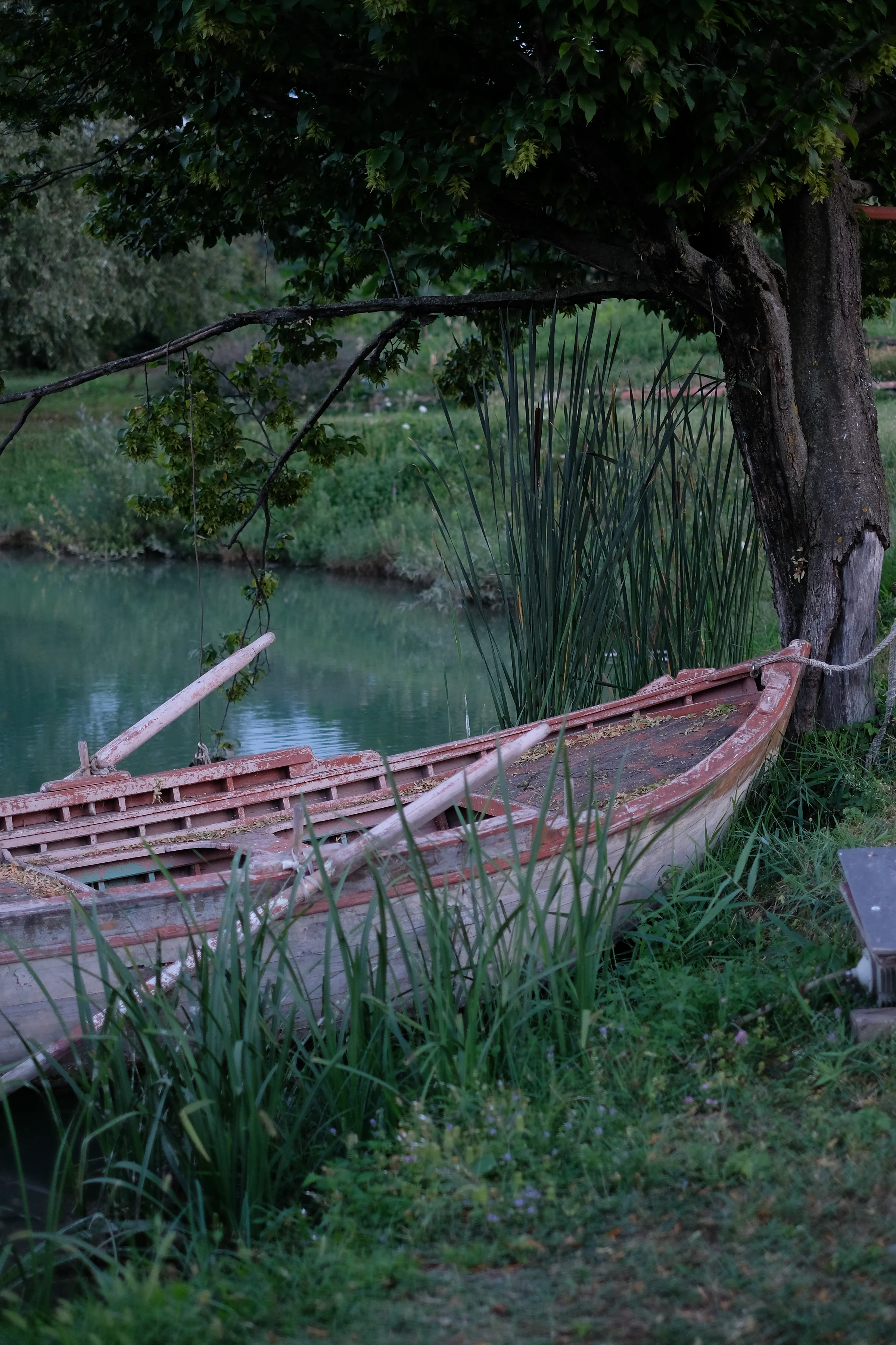 A weathered wooden boat resting among reeds beside the lake.