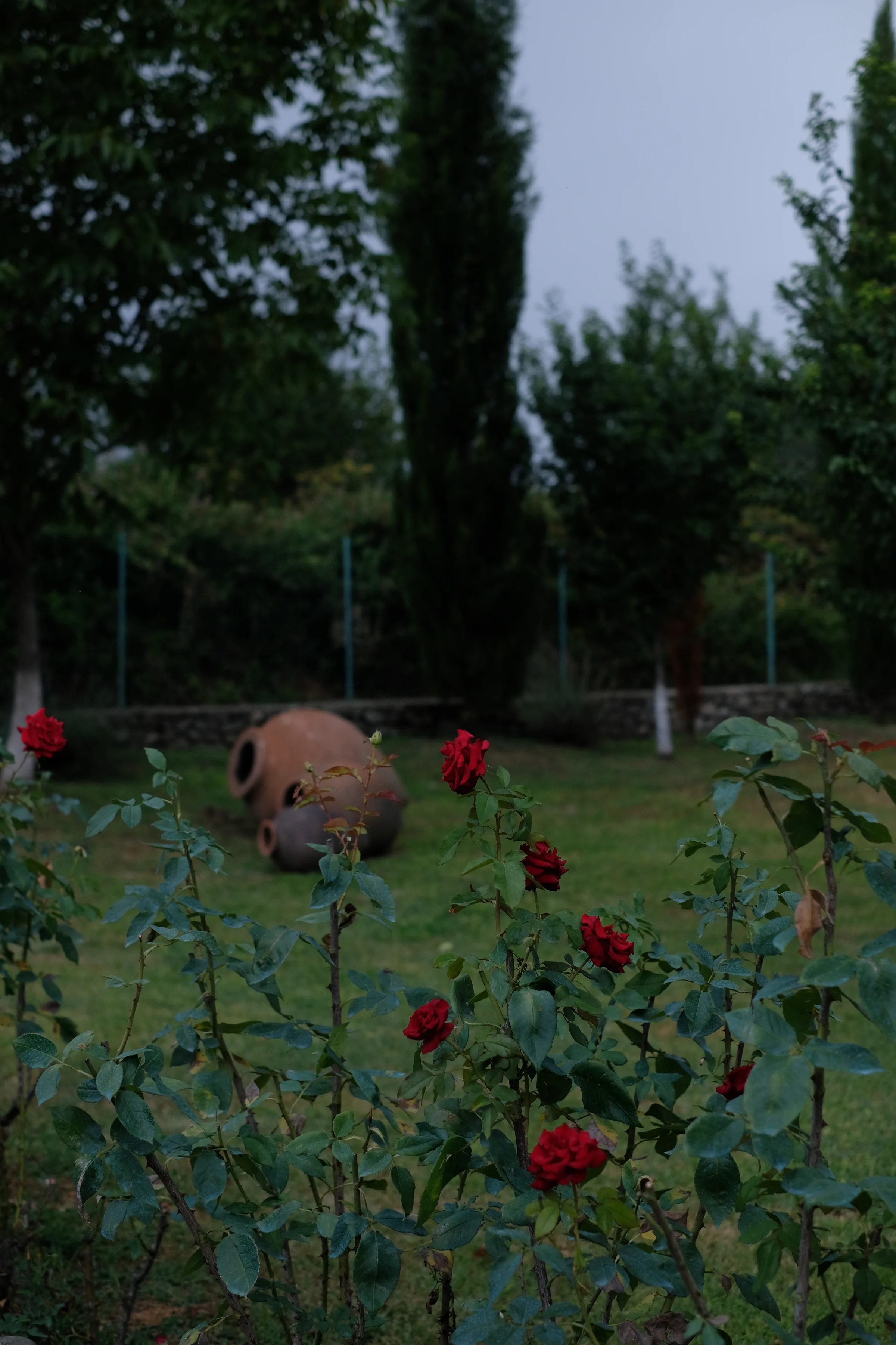 Red roses in the garden, with clay qvevri lying on the grass behind them.