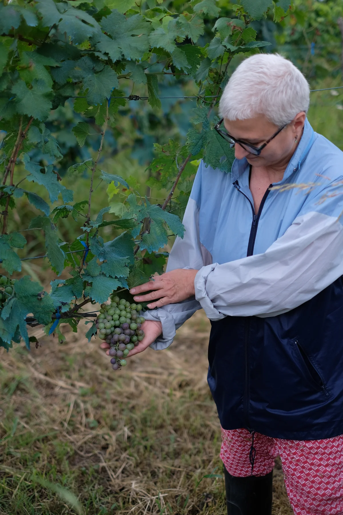 Tako Zhuruli holding a bunch of grapes beginning to change colour in the vineyard.